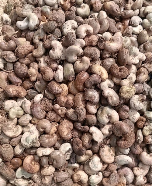Premium Raw Cashew Nuts Fresh and Crunchy
